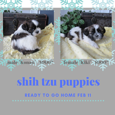 Shih Tzu Puppy for sale in LE MARS, IA, USA