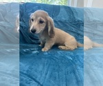 Small #4 Dachshund