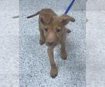 Small Golden Retriever Mix