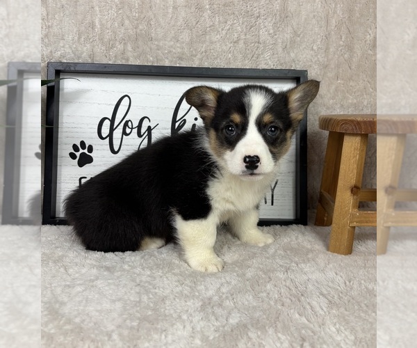 Medium Photo #3 Pembroke Welsh Corgi Puppy For Sale in FRANKLIN, IN, USA