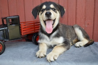 Goberian Puppy for sale in HONEY BROOK, PA, USA