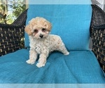 Puppy Puppy 6 Maltipoo