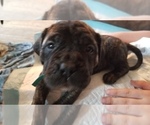 Small Photo #29 Mastiff Puppy For Sale in FULTON, NY, USA
