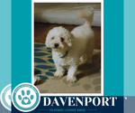 Small #1 Maltipoo (Miniature)