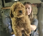 Small #4 Goldendoodle-Poodle (Toy) Mix