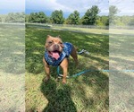 Small Photo #2 American Bulldog-Unknown Mix Puppy For Sale in Derwood, MD, USA