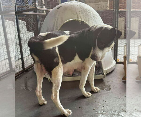 Medium Photo #8 Pointer-Unknown Mix Puppy For Sale in Minneapolis, MN, USA