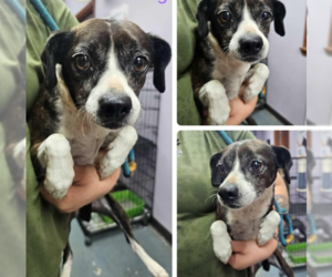 Boston Terrier-Unknown Mix Dogs for adoption in Wakefield, RI, USA