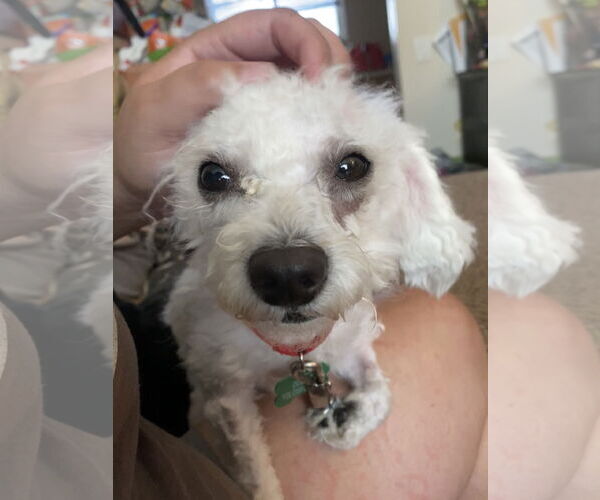 Medium Photo #5 Poodle (Miniature)-Unknown Mix Puppy For Sale in Davis, CA, USA