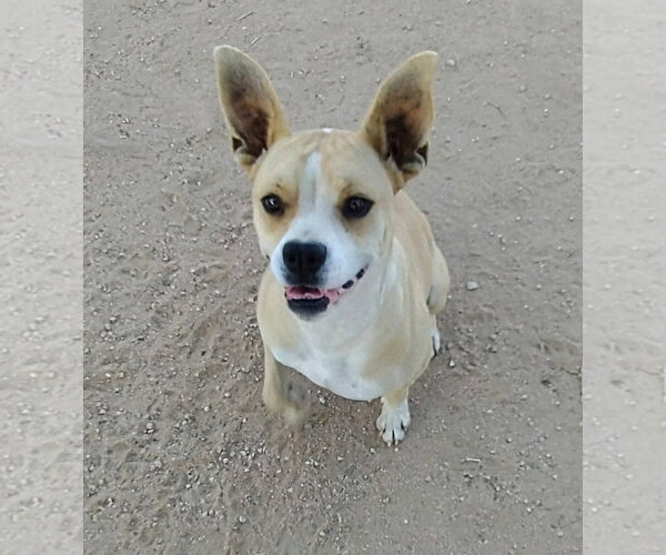 Medium Photo #3 Beagle-Unknown Mix Puppy For Sale in Apple Valley, CA, USA