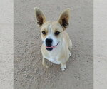 Small Photo #3 Beagle-Unknown Mix Puppy For Sale in Apple Valley, CA, USA