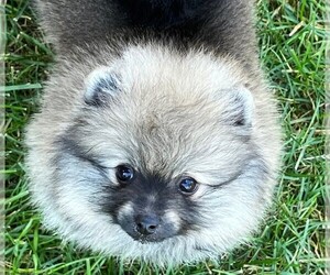 Pomeranian Puppy for sale in LISLE, IL, USA