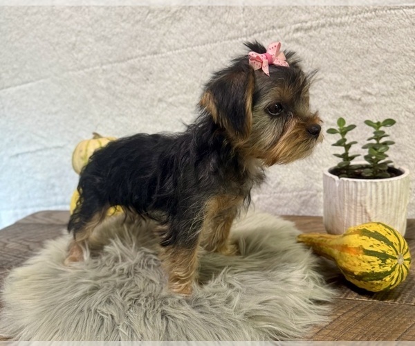 Medium Photo #5 Yorkshire Terrier Puppy For Sale in NAPPANEE, IN, USA