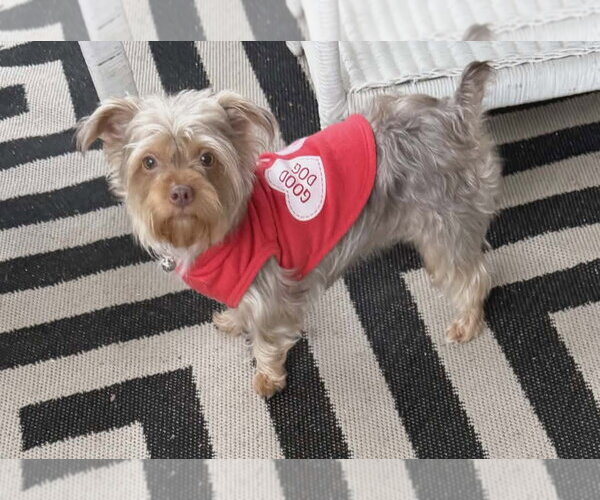 Medium Photo #3 Mutt Puppy For Sale in Royal Palm Beach, FL, USA