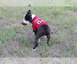 Boston Terrier Puppy for sale in BROOKSVILLE, FL, USA