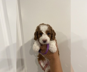 Miniature Bernedoodle Puppy for sale in ATCO, NJ, USA