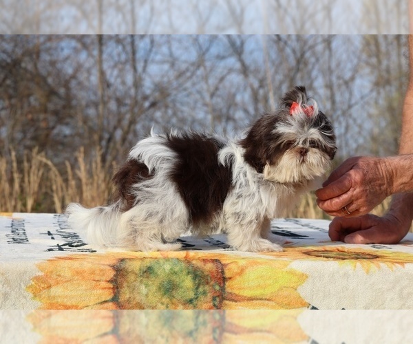 Medium Photo #15 Shih Tzu Puppy For Sale in DYERSBURG, TN, USA
