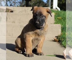 Belgian Malinois Puppy for sale in FREDERICKSBRG, PA, USA