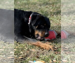 Rogue - Male Rottweiler Dog for Adoption - Photo #6