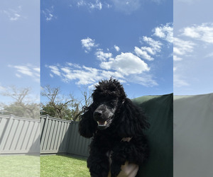 Poodle (Toy) Puppy for sale in BILOXI, MS, USA