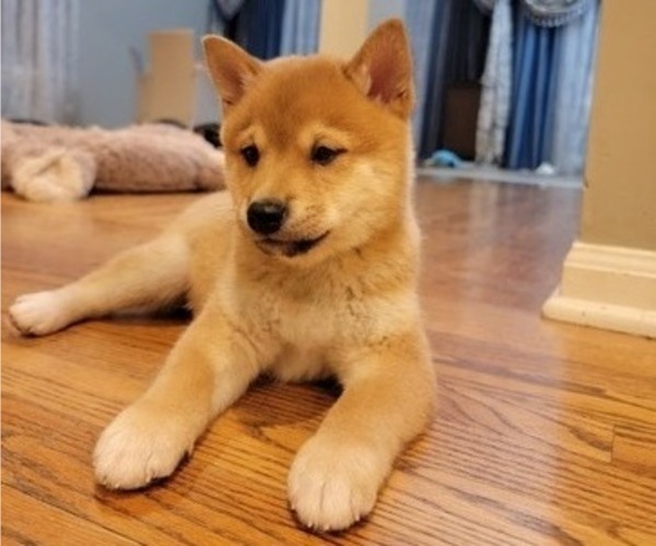 Medium Photo #2 Shiba Inu Puppy For Sale in CARPENTERSVILLE, IL, USA