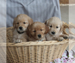 Small Photo #4 Golden Retriever Puppy For Sale in NEW HOLLAND, PA, USA