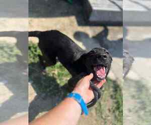 Labrador Retriever-Unknown Mix Dogs for adoption in NYC, NY, USA