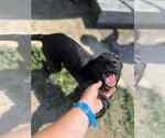 Small Labrador Retriever Mix