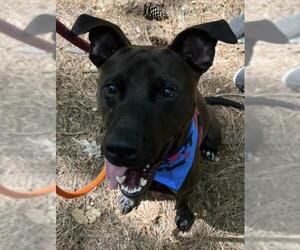 Shepradors Dogs for adoption in Newton, NC, USA