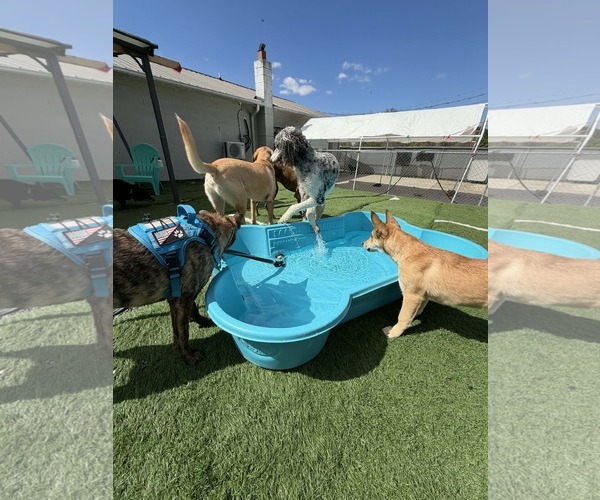 Medium Photo #11 German Shepherd Dog-Unknown Mix Puppy For Sale in Holly Springs, NC, USA