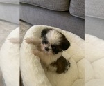 Small Photo #2 Shih Tzu Puppy For Sale in DECATUR, GA, USA