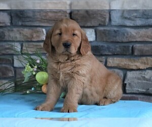 Golden Retriever Puppy for sale in FREDERICKSBURG, OH, USA