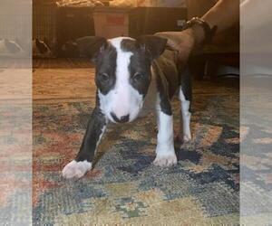 Bull Terrier Puppy for sale in FAYETTEVILLE, NC, USA
