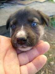 German Shepherd Dog-Wolf Hybrid Mix Puppy for sale in PISGAH, AL, USA