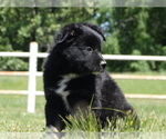 Small Photo #5 Australian Shepherd Puppy For Sale in OZARK, AR, USA