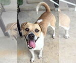 Small #6 Beagle Mix
