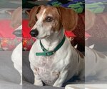 Small #2 Dachshund