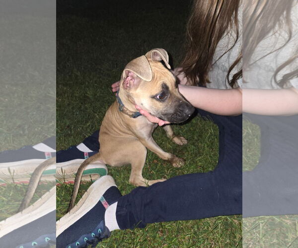 Medium Photo #2 Boxador Puppy For Sale in Ball Ground, GA, USA