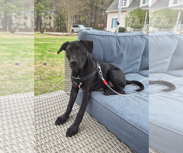 Medium Photo #13 American Pit Bull Terrier-Unknown Mix Puppy For Sale in Holly Springs, NC, USA