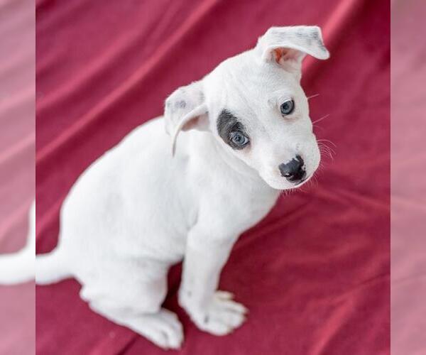 Medium Photo #11 Chihuahua-Unknown Mix Puppy For Sale in San Diego, CA, USA