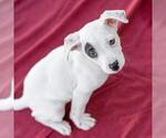 Small #10 Chihuahua Mix