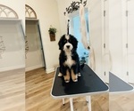 Small Photo #1 Bernedoodle-Bernese Mountain Dog Mix Puppy For Sale in CANTON, GA, USA