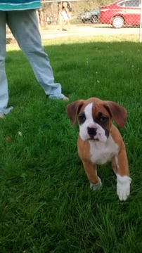 Medium Photo #1 Boxer Puppy For Sale in SIBLEY, LA, USA