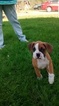 Small Photo #1 Boxer Puppy For Sale in SIBLEY, LA, USA