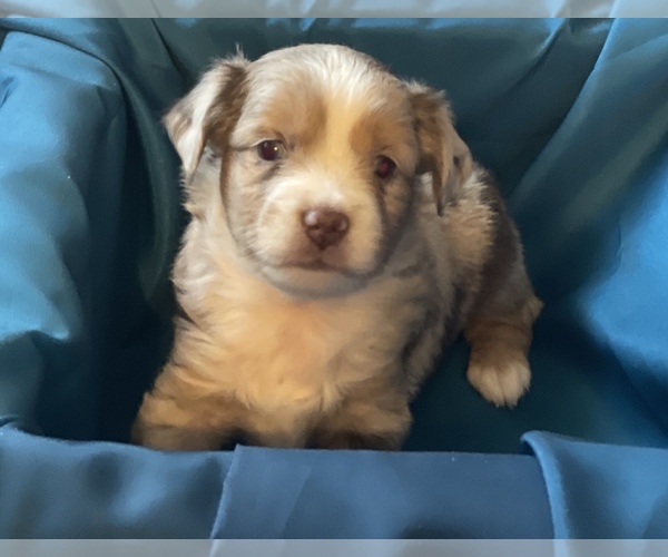 Medium Photo #7 Miniature Australian Shepherd Puppy For Sale in HILLSBORO, KS, USA