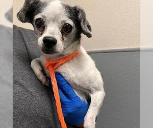 Chihuahua-Unknown Mix Dogs for adoption in Las Vegas, NV, USA