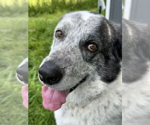 Bolt - Male Pyrenees Catahoula Dog for Adoption - Photo #12