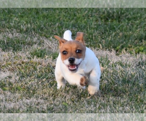 Medium Photo #14 Jack Russell Terrier Puppy For Sale in APPLE GROVE, WV, USA
