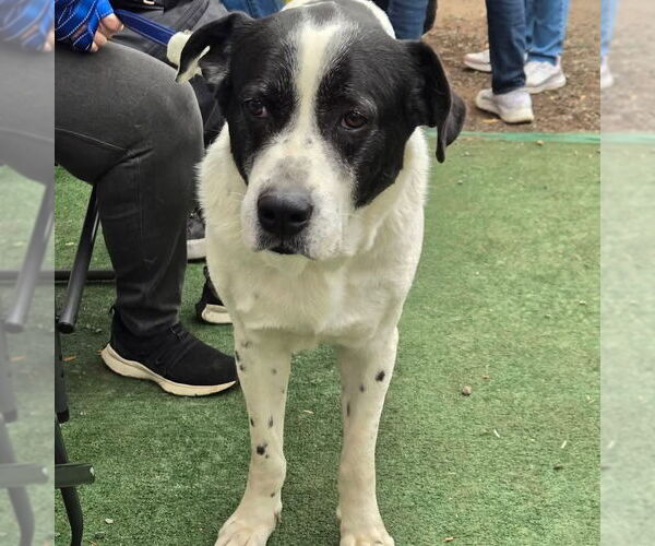 Medium Photo #1 Great Pyrenees-Unknown Mix Puppy For Sale in Woodbury, NY, USA