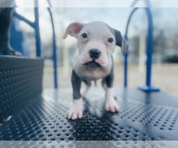 Medium Photo #4 American Pit Bull Terrier Puppy For Sale in TRENTON, NJ, USA